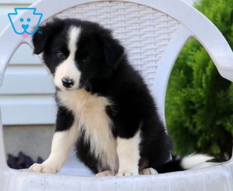 Nelly Border Collie