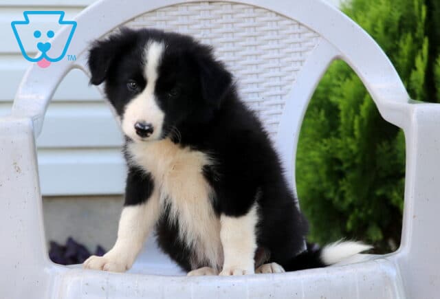 Nelly Border Collie image