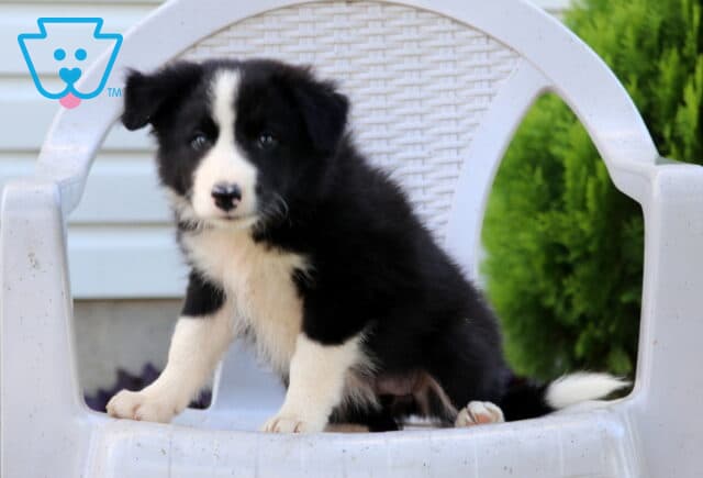 Nelly Border Collie2 image