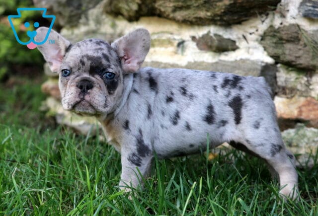 Nelly Frenchie image
