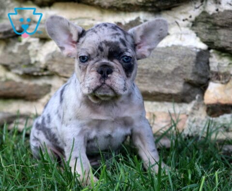 Nelly Frenchie2