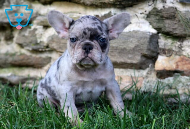 Nelly Frenchie2 image