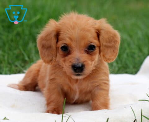 Nelly Mini Dachshund