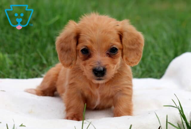 Nelly Mini Dachshund image