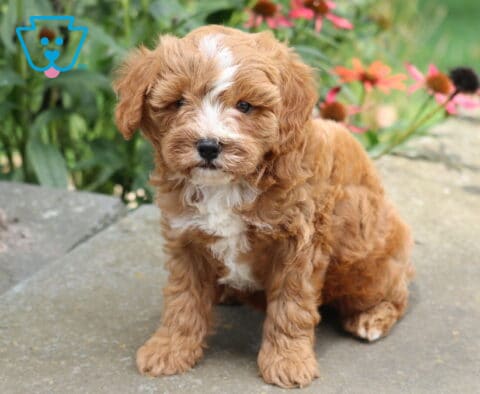 Nevon Cavapoo