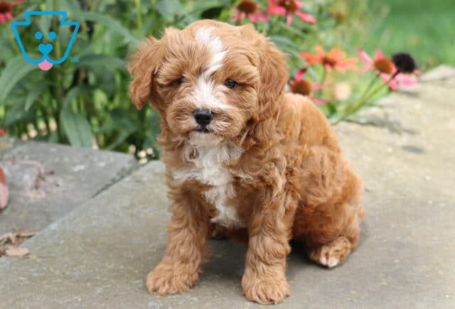 Nevon Cavapoo image