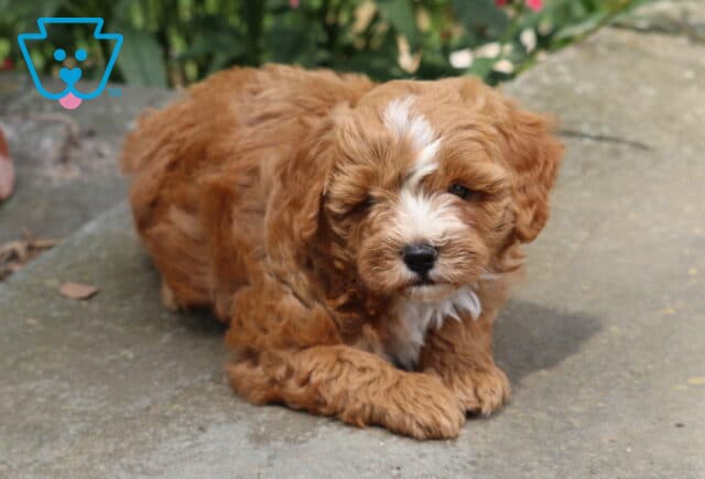 Nevon Cavapoo2 image
