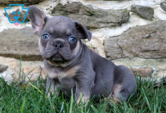 Newton Frenchie image