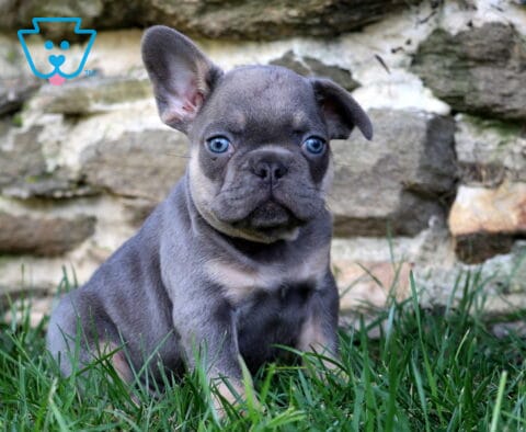 Newton Frenchie2