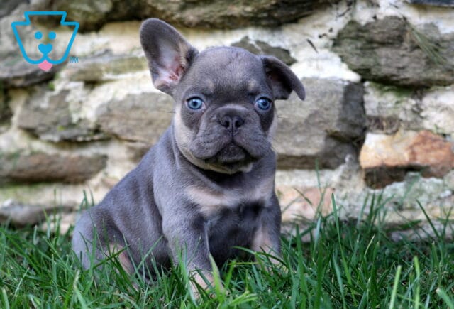 Newton Frenchie2 image