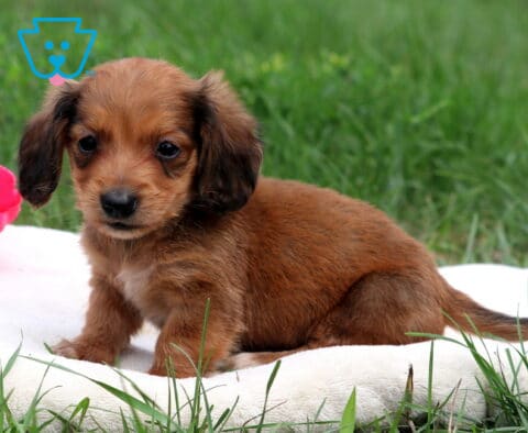 Newton Mini Dachshund