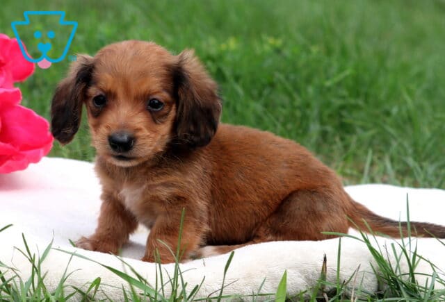 Newton Mini Dachshund image