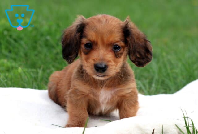 Newton Mini Dachshund2 image