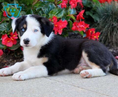 Nick Border Collie
