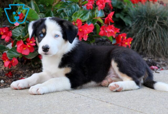 Nick Border Collie image