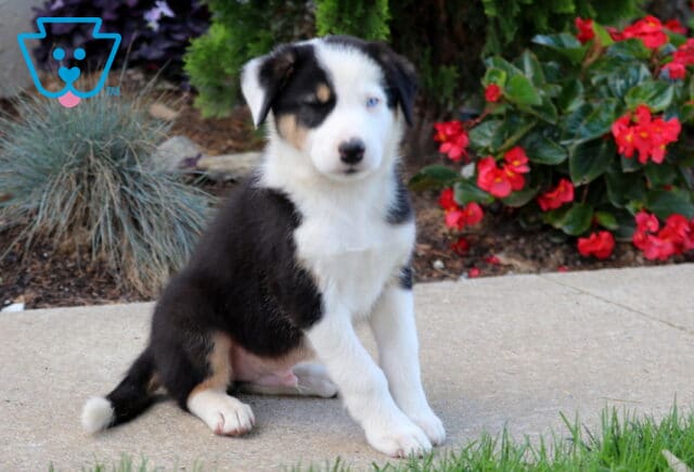 Nick Border Collie2 image