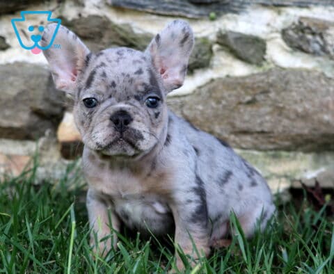 Nick Frenchie