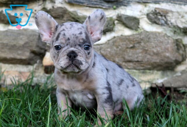 Nick Frenchie image