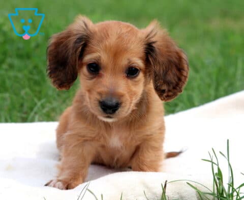 Nick Mini Dachshund