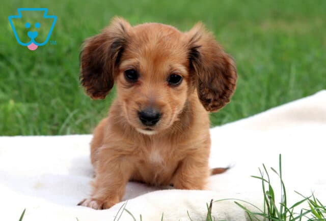 Nick Mini Dachshund image