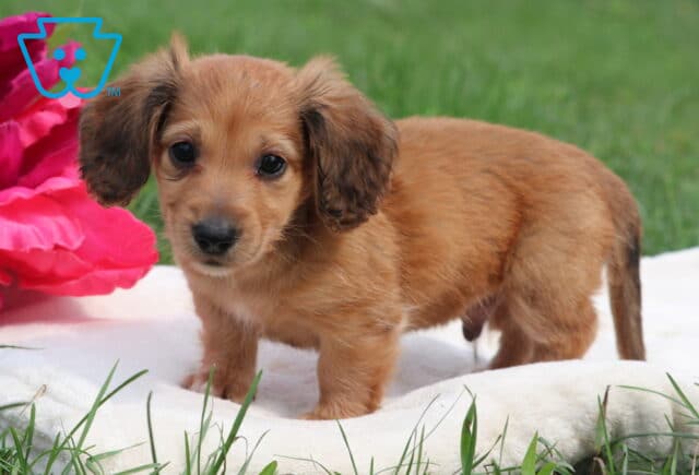 Nick Mini Dachshund2 image