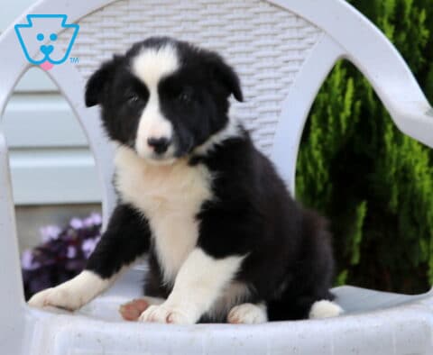 Nikki Border Collie