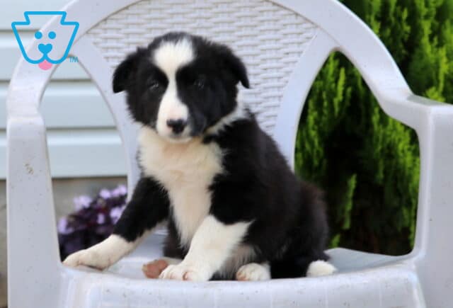 Nikki Border Collie image