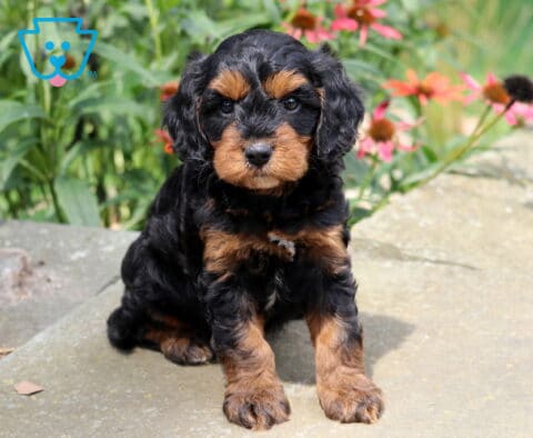 Nixon Cavapoo