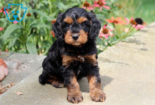 Nixon Cavapoo image