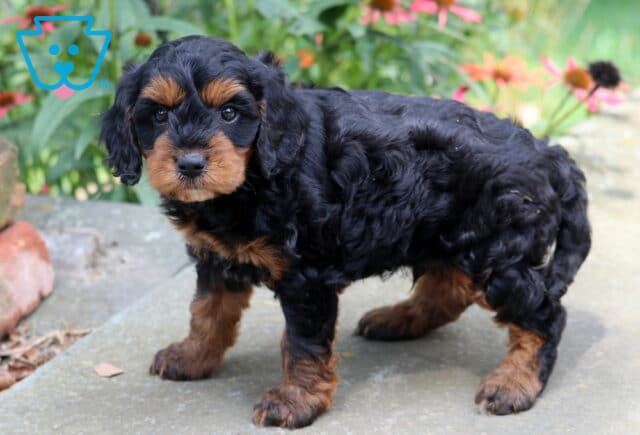 Nixon Cavapoo2 image