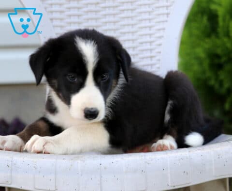 Nori Border Collie