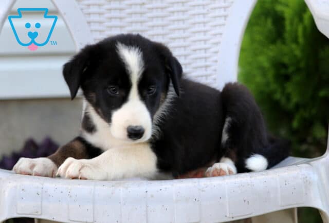 Nori Border Collie image