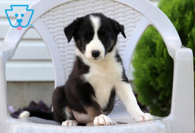 Nori Border Collie2 image