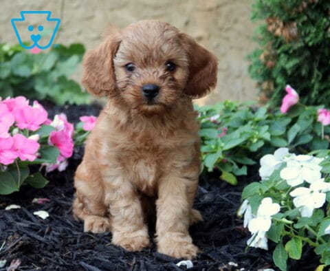 Oats Cavapoo