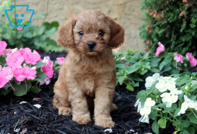 Oats Cavapoo image