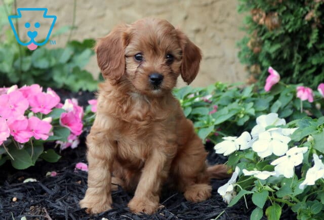 Ocean Cavapoo image