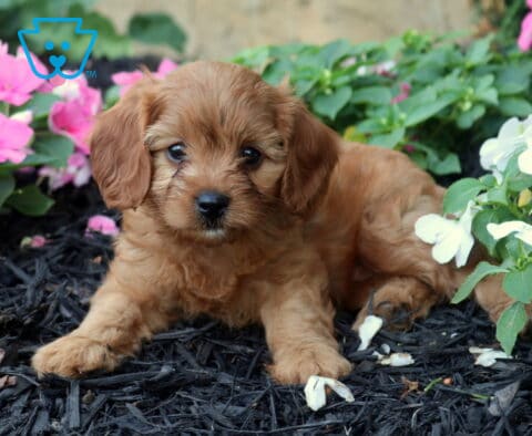 Ocean Cavapoo2