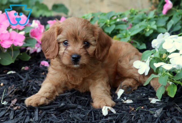 Ocean Cavapoo2 image