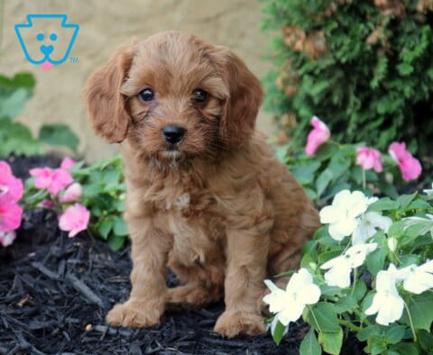 Oliver Cavapoo