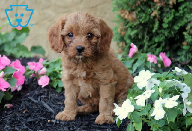 Oliver Cavapoo image