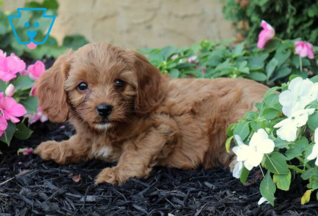 Oliver Cavapoo2 image