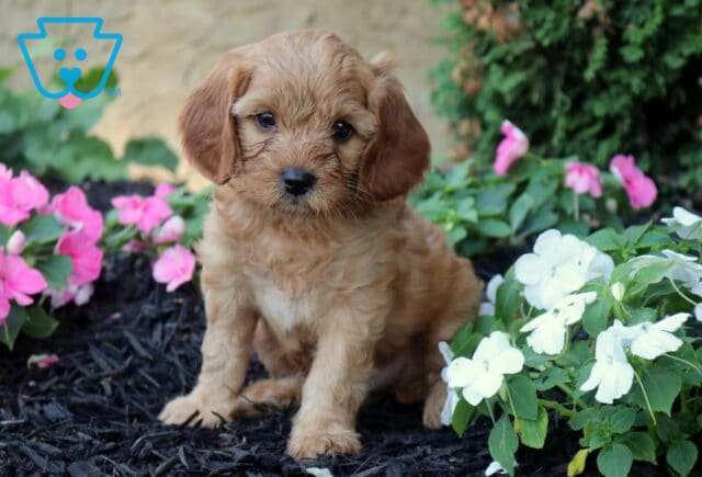 Ollie Cavapoo image