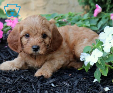 Ollie Cavapoo2