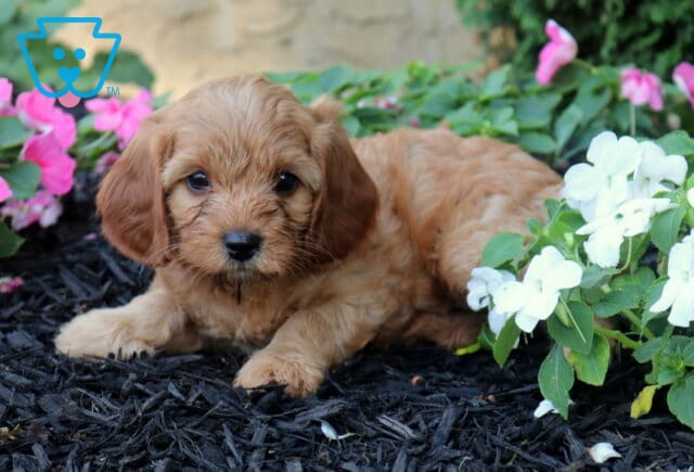 Ollie Cavapoo2 image