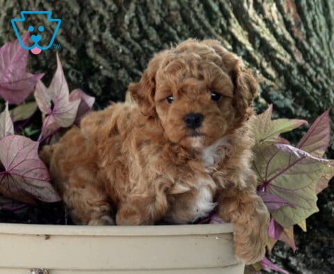 Ollie Mini Poodle