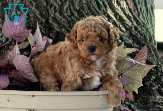 Ollie Mini Poodle image