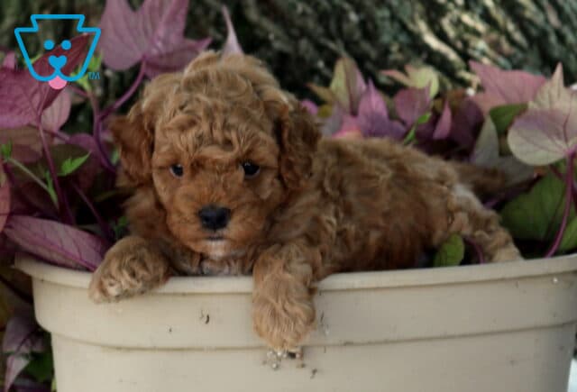 Ollie Mini Poodle2 image