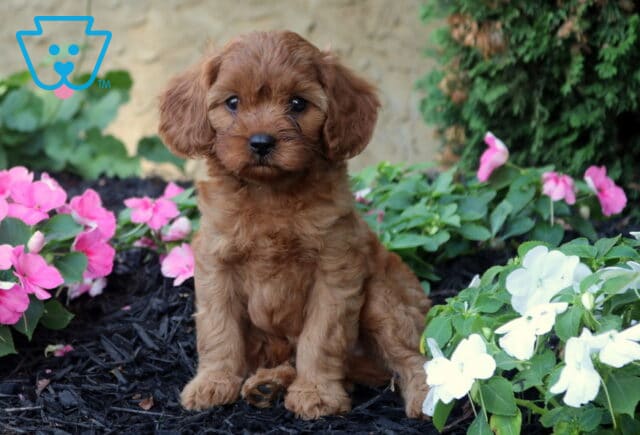 Otis Cavapoo image