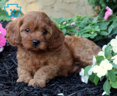 Otis Cavapoo2