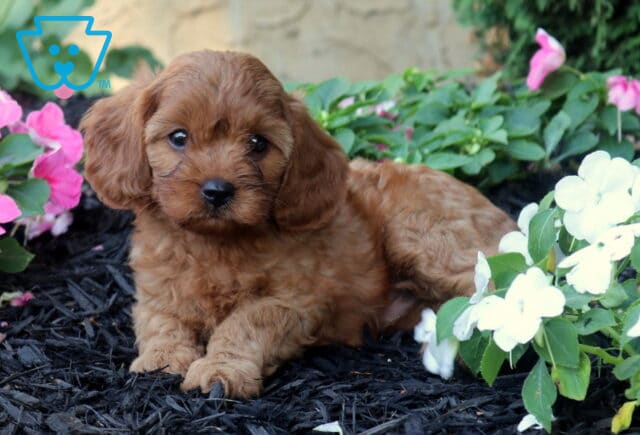 Otis Cavapoo2 image